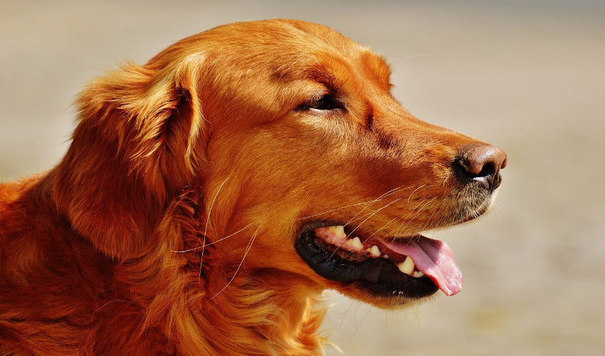 Knowing the Signs of Allergies in Pets