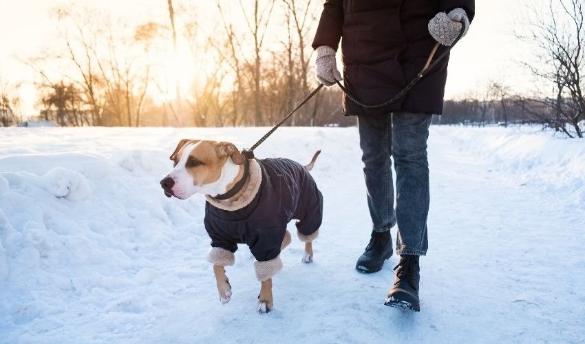 Winter Walking Tips With Your Dog