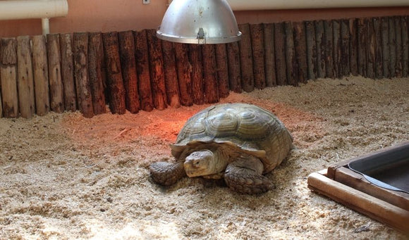 Understanding When to Change Your Reptile Bulbs