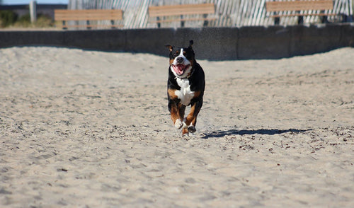 Summer Exercise Ideas to Enjoy With Your Pet