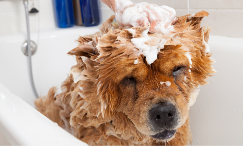 Dog getting bath