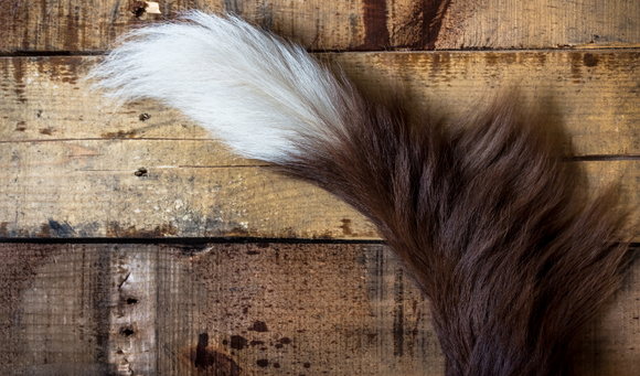 The Language of Wag: What Your Dog is Really Saying