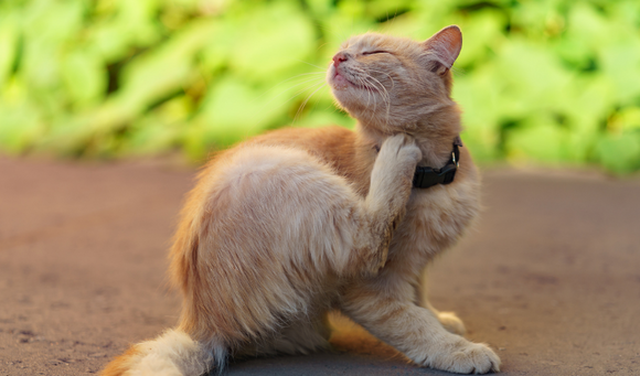 How To Prevent Dry Skin In Your Pet