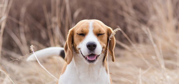 Summer Season Allergies in Dogs