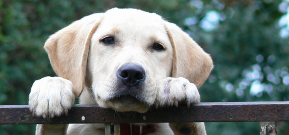 Removing Ticks From Your Pets