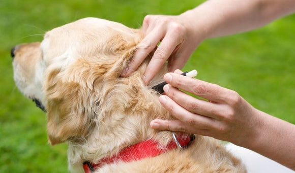 How To: Help Protect Your Dog Against Fleas and Ticks