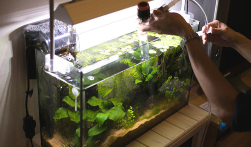 Caring For Your Aquarium: How to Treat Sick Fish and Prevent Infections