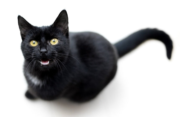Cat Excessive Meowing and Yowling: Why Cats Meow