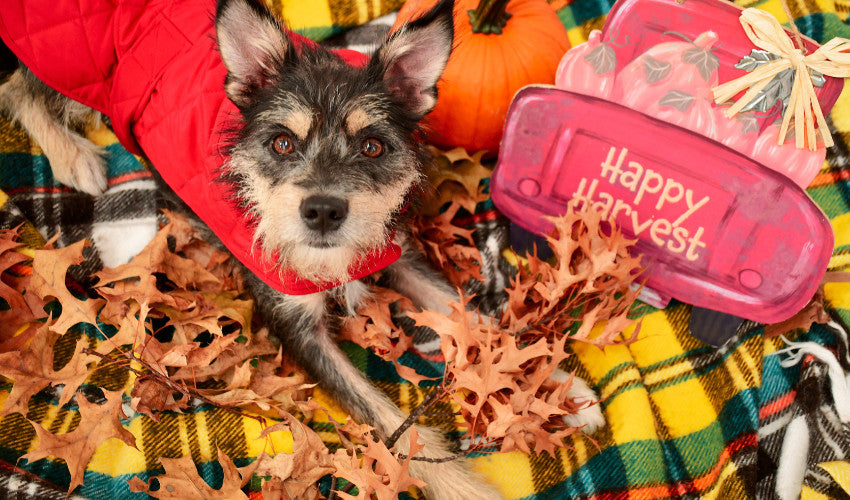 Cozy Up: Top Fall Essentials for Keeping Your Pet Warm