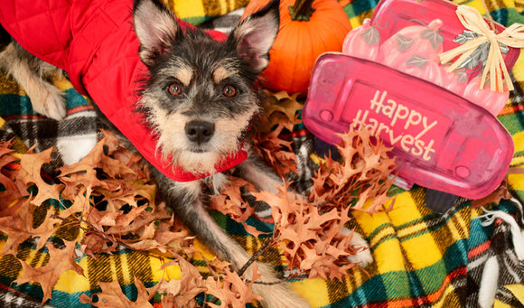 Cozy Up: Top Fall Essentials for Keeping Your Pet Warm