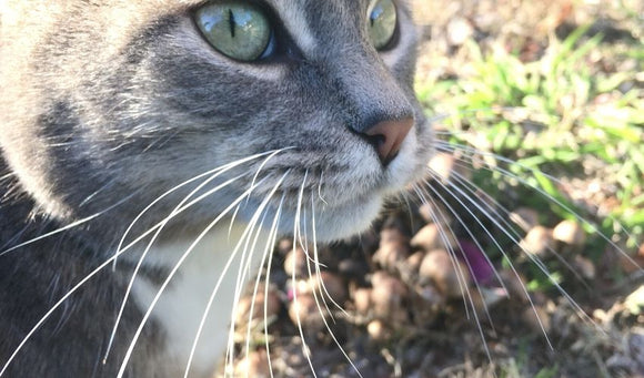 Why Do Cats Have Whiskers?