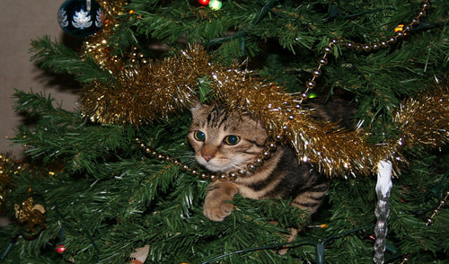 Tips to Keep Pets and Christmas Trees Separate