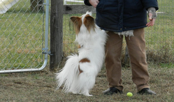 Training Your Dog Not to Jump Up