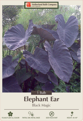 Netherland Bulb Company Elephant Ear 'Black Magic' (1 Bulb)