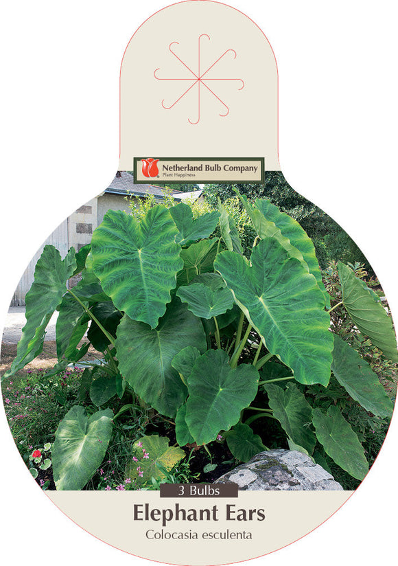 Netherland Bulb Company Elephant Ears - Colocasia Esculenta (3 Bulbs)