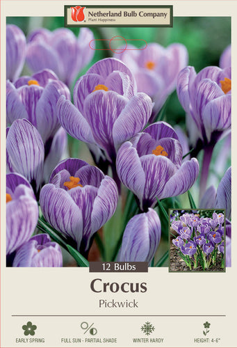 Netherland Bulb Company Large Flowering Crocus 'Pickwick' (12 Bulbs)