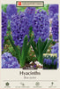 Netherland Bulb Company Hyacinth 'Blue Jacket'