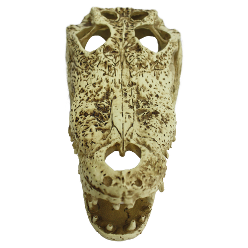 Komodo Alligator Skull (9)