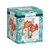 Netherland Bulb Company Amaryllis Kit Minerva