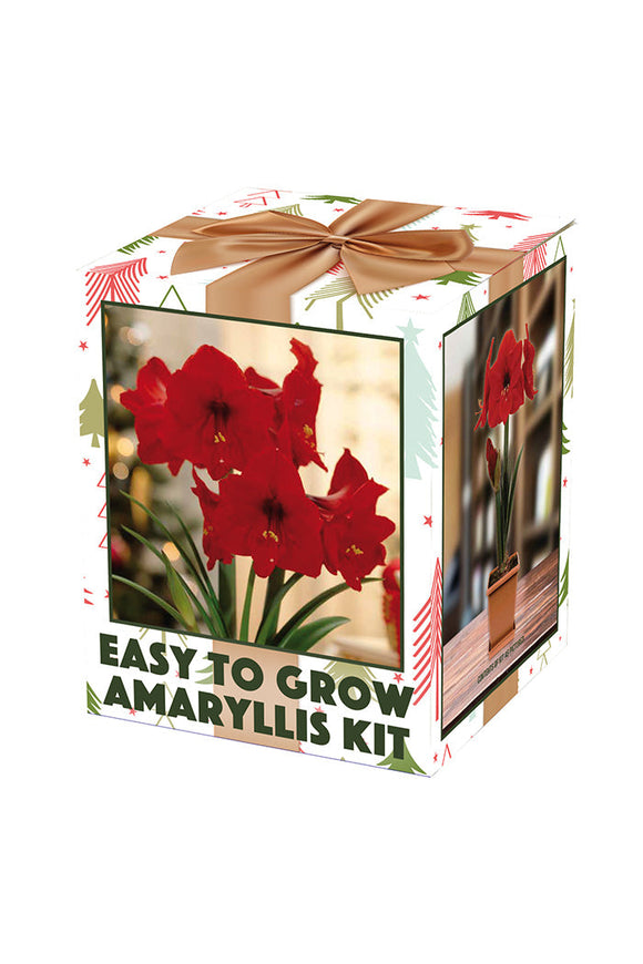 Netherland Bulb Company Amaryllis Galaxy