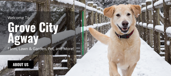 Labrador retriever joyfully running on a snow-covered wooden bridge. Text reads: 