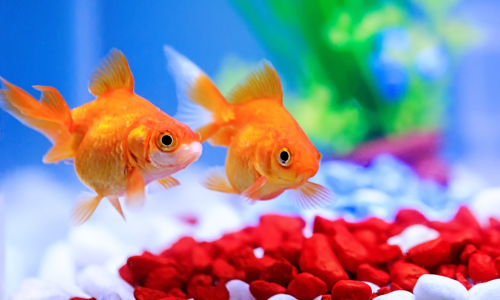 Two goldfish swimming in an aquarium with red gravel and a blurred colorful background