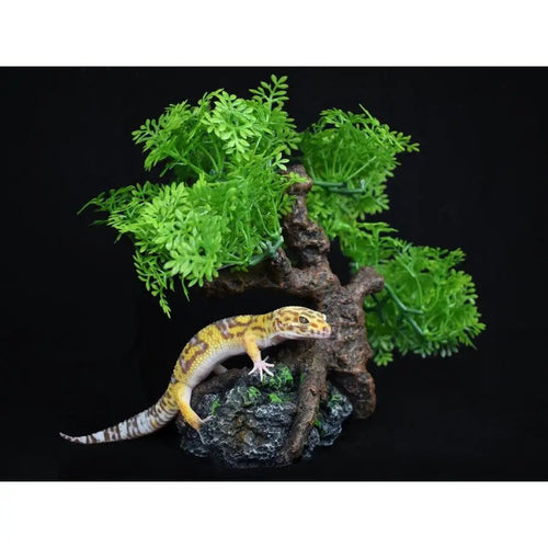 Komodo Bonsai Tree