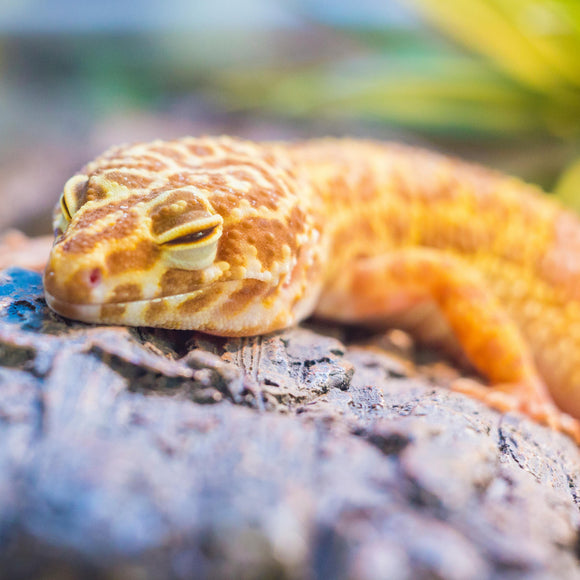 Pet Gecko Leopard Fancy