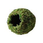 Galapagos Green Mossy Cave Diameter (6