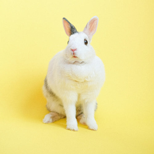 Pet Rabbit