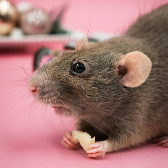 Pet Rat Fancy
