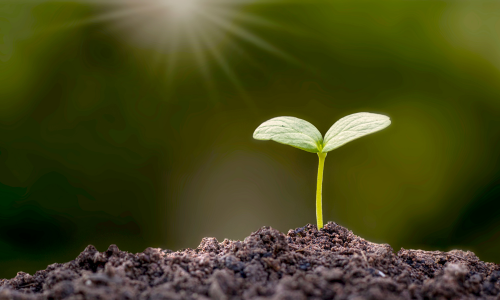 Small green plant emerging from soil with a blurred green background