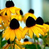 Black-eyed Susan 'Goldsturm' Rudbeckia Fulgida 'Goldsturm'