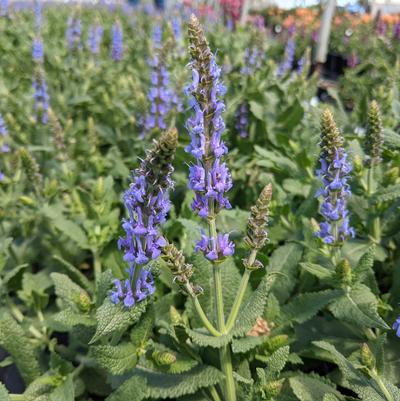 Meadow Sage 'Blue Hill' Salvia Nemorosa 'Blue Hill'