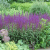 Meadow Sage 'Caradonna' Salvia Nemorosa 'Caradonna'