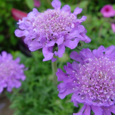 Pincushion Flower 'Butterfly Blue' Scabiosa 'Butterfly Blue'