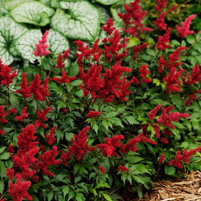 Astilbe 'Fanal' Astilbe Arendsii 'Fanal'