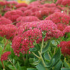 Stonecrop 'Autumn Joy' Sedum 'Autumn Joy'
