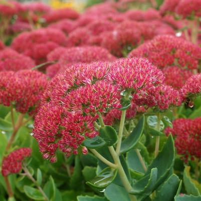 Stonecrop 'Autumn Joy' Sedum 'Autumn Joy'