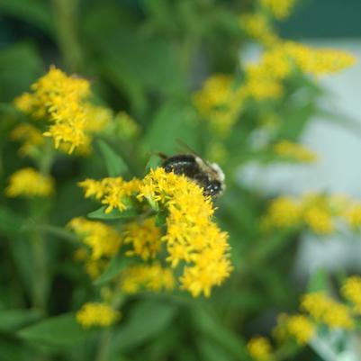 Goldenrod 'Fireworks' Solidago 'Fireworks'