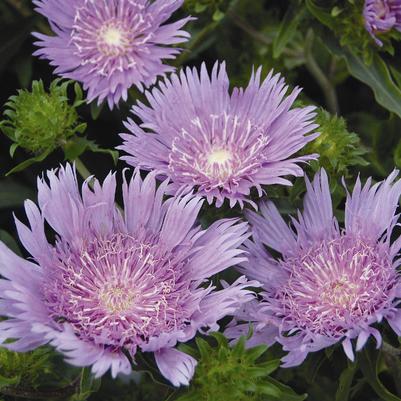 Stokes’ Aster 'Peachie’s Pick' Stokesia Laevis 'Peachie'S Pick'
