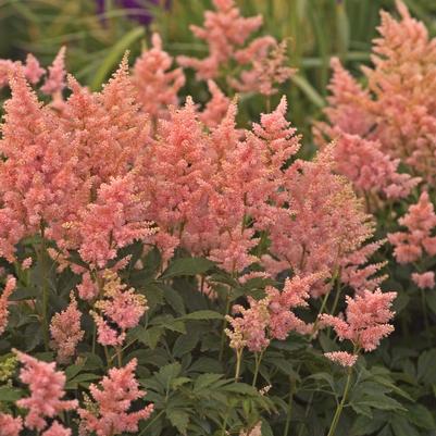 Astilbe 'Peach Blossom' Astilbe 'Peach Blossom'
