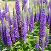 Speedwell 'Royal Candles' Veronica Spicata 'Royal Candles'