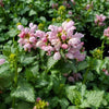Dead Nettle 'Pink Pewter' Lamium Maculatum 'Pink Pewter'