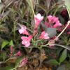 Weigela 'Spilled Wine' Weigela 'Spilled Wine'