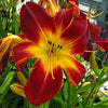 Daylily 'Ruby Spider' Hemerocallis Rainbow Rhythm 'Ruby Spider'