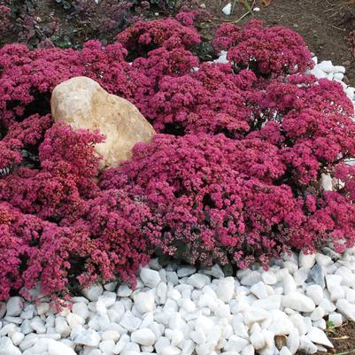 Stonecrop 'Dazzleberry' Sedum 'Dazzleberry'