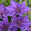 Clematis 'Edda' Clematis 'Edda' (Must Sleeve)