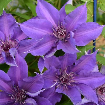 Clematis 'Edda' Clematis 'Edda' (Must Sleeve)