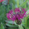 Bachelor’s Button 'Amethyst Dream' Centaurea 'Amethyst Dream'